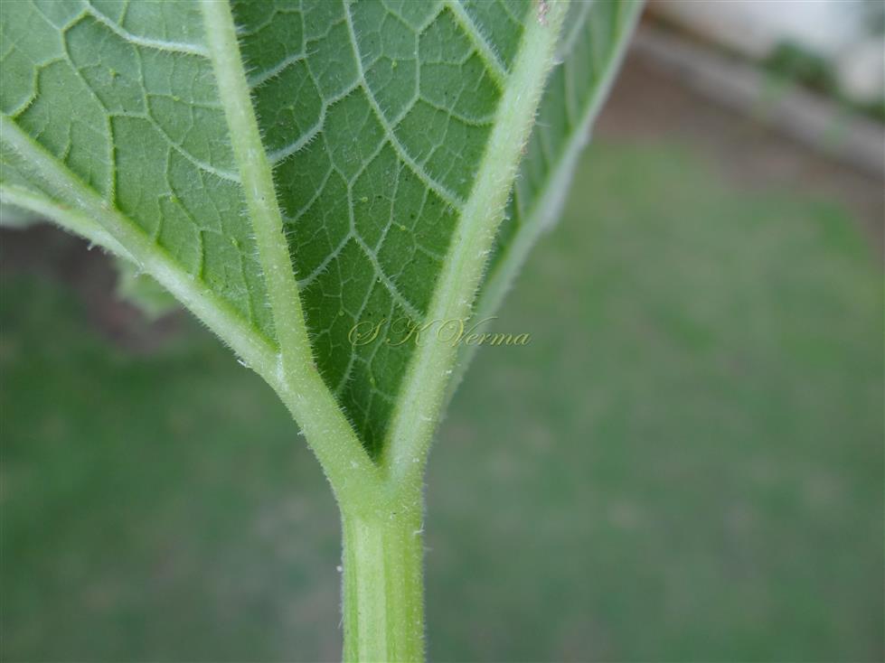  Leaf (Abaxial surface)